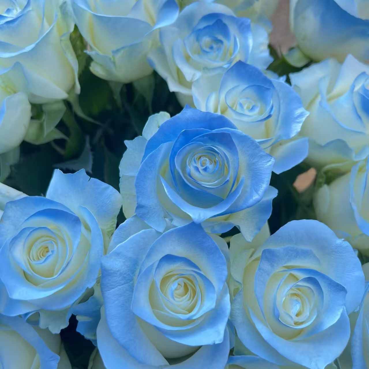 【A2套餐：碎冰蓝+洛神+戴安娜+百合+折射+黄莺】