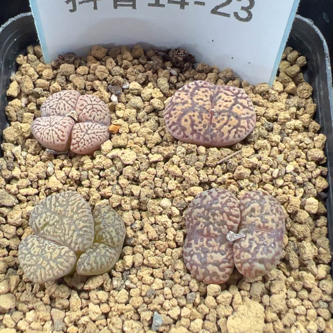 14-23肉锥多肉植物，