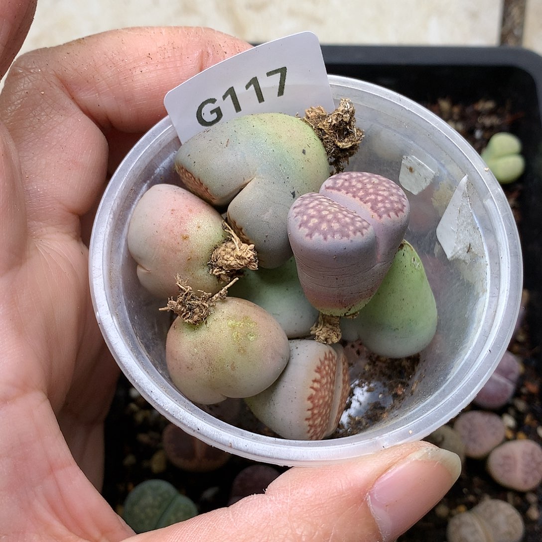 忘*G117多肉植物保护