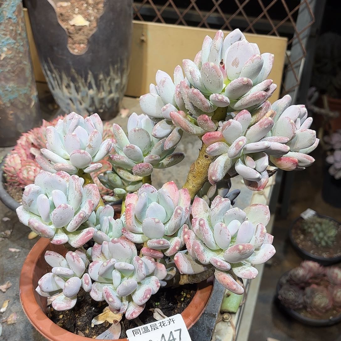 ?*同温层多肉稻田姬447