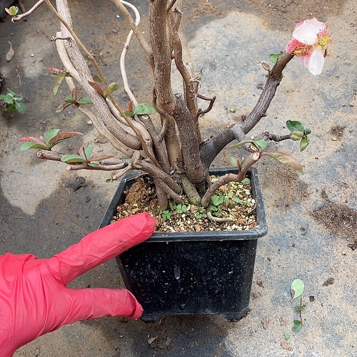 C****无花朵45菊花菊花计划经济