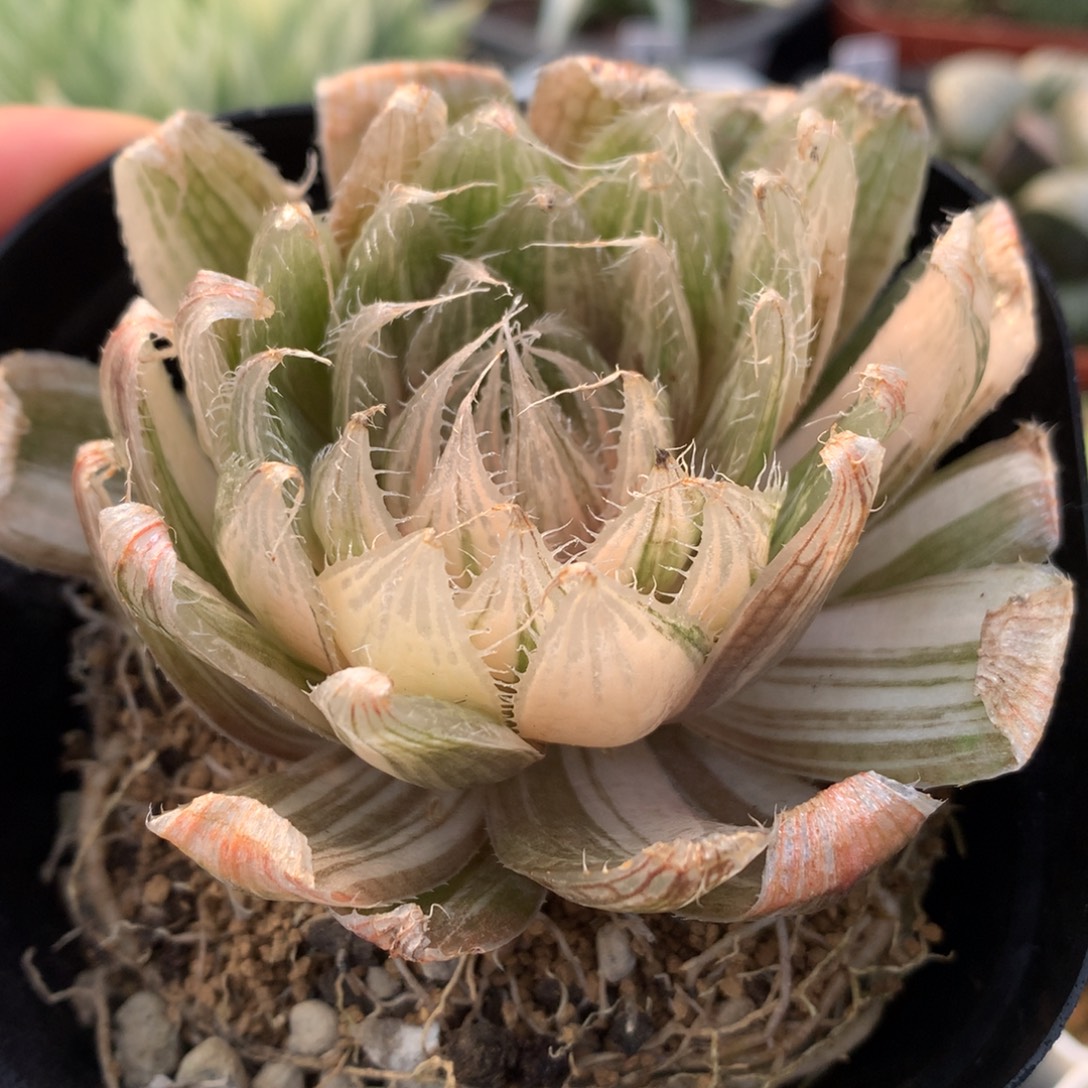 实生原始种玉露锦，带盆