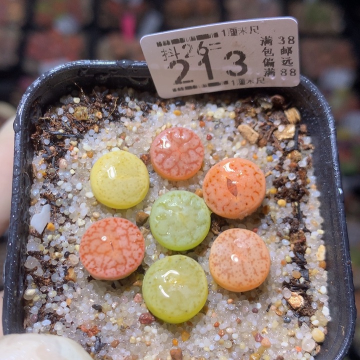 精品生石花26.213