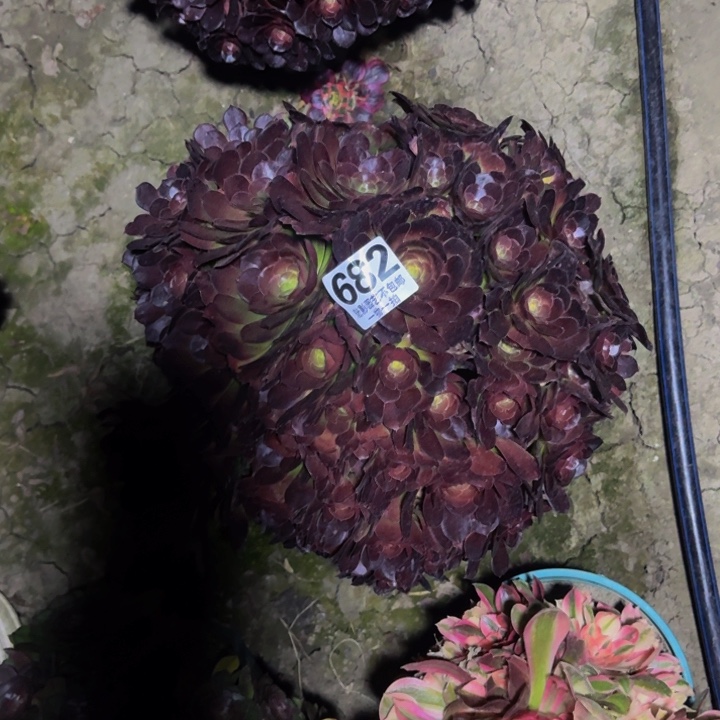 荷兰玫瑰29-28包邮花花