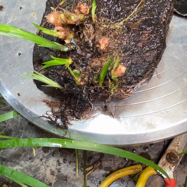 *****无花朵石菖蒲在哪啊