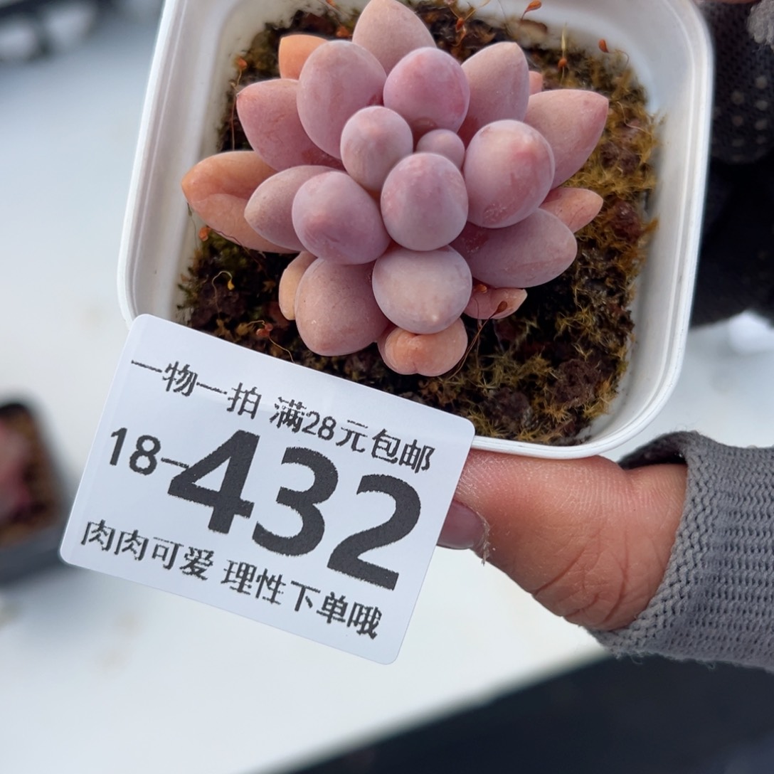 汤圆多肉多肉多肉多肉