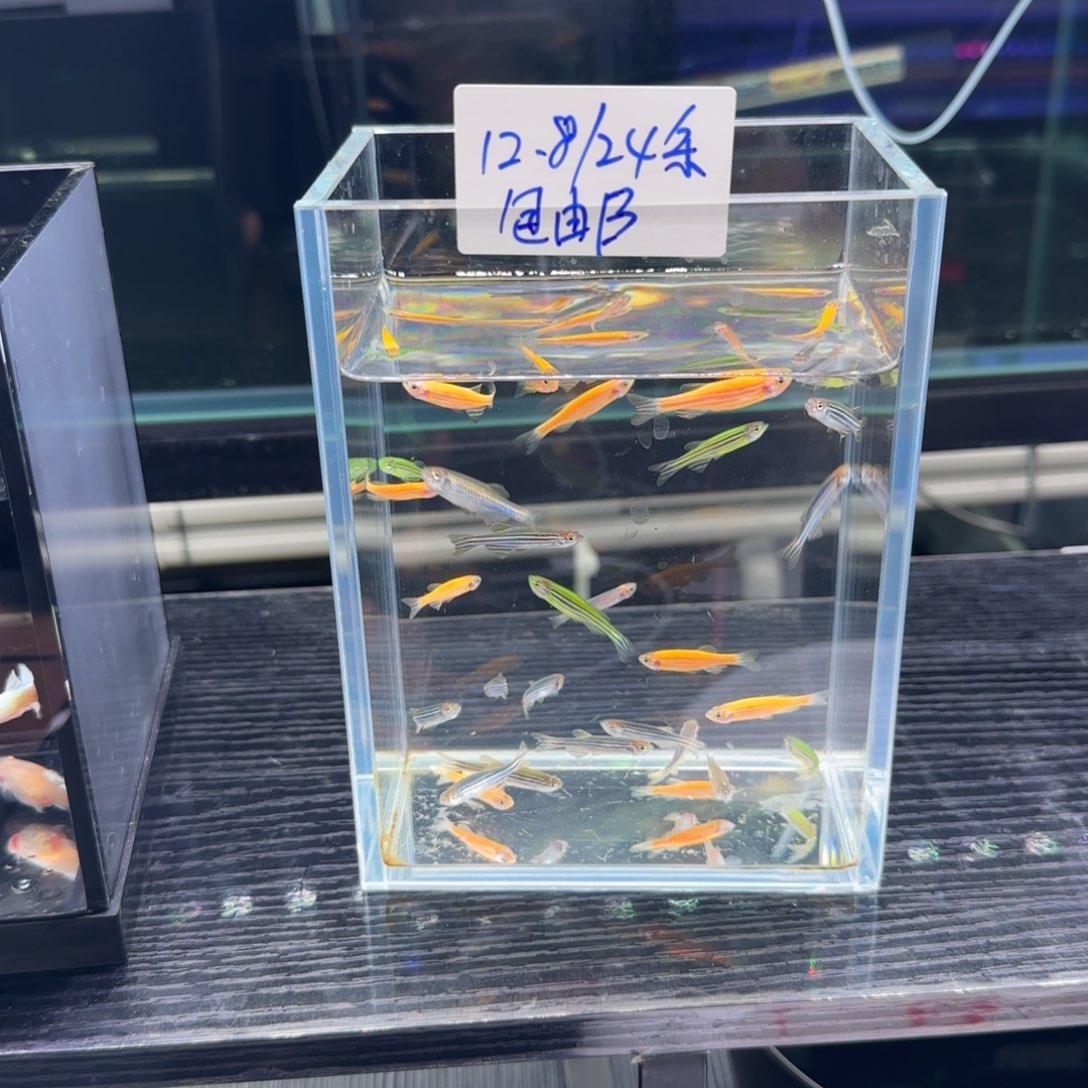 孔雀鱼斑马三色20条送4条到手24条