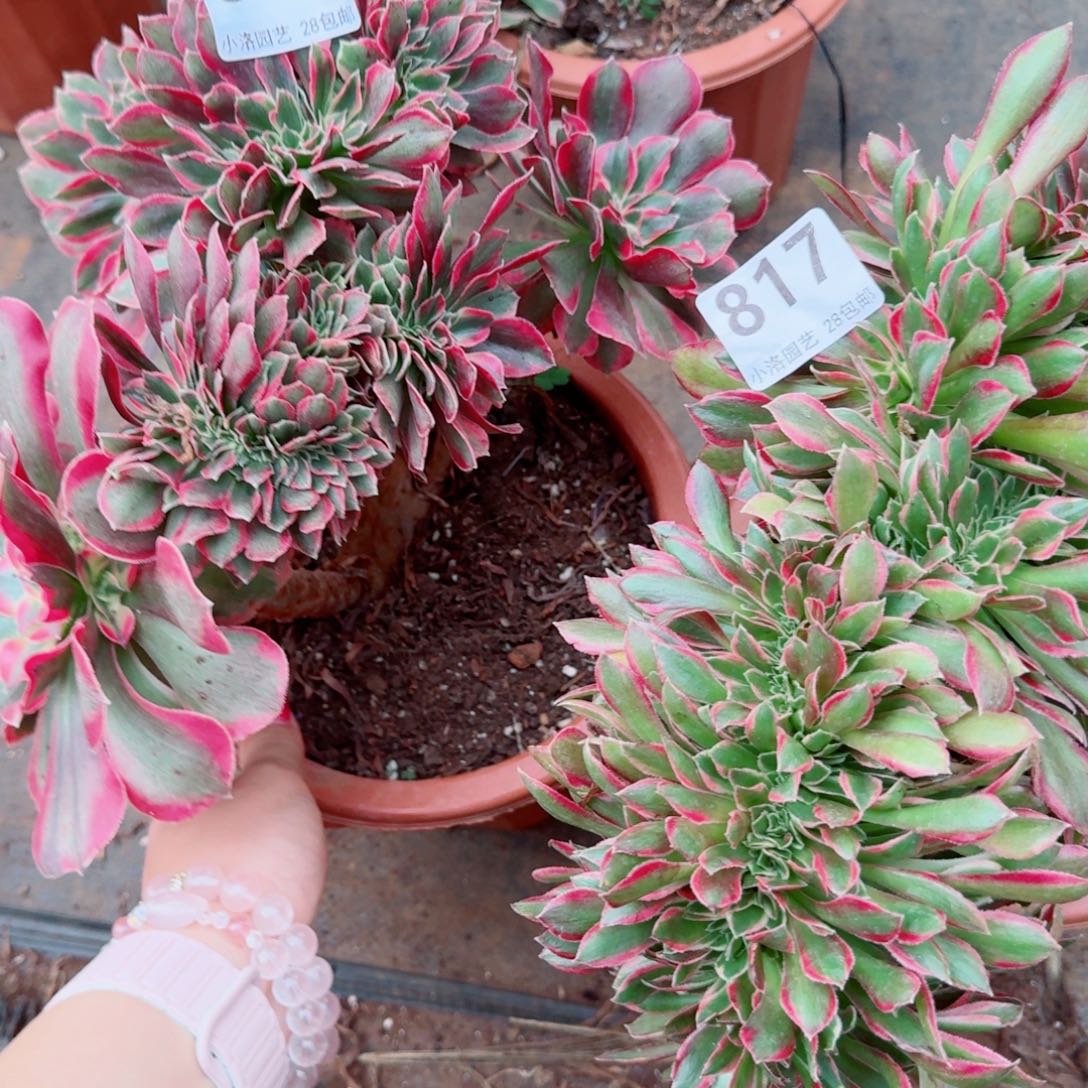 816 粉女郎817粉女神缀化多肉植物满28包邮