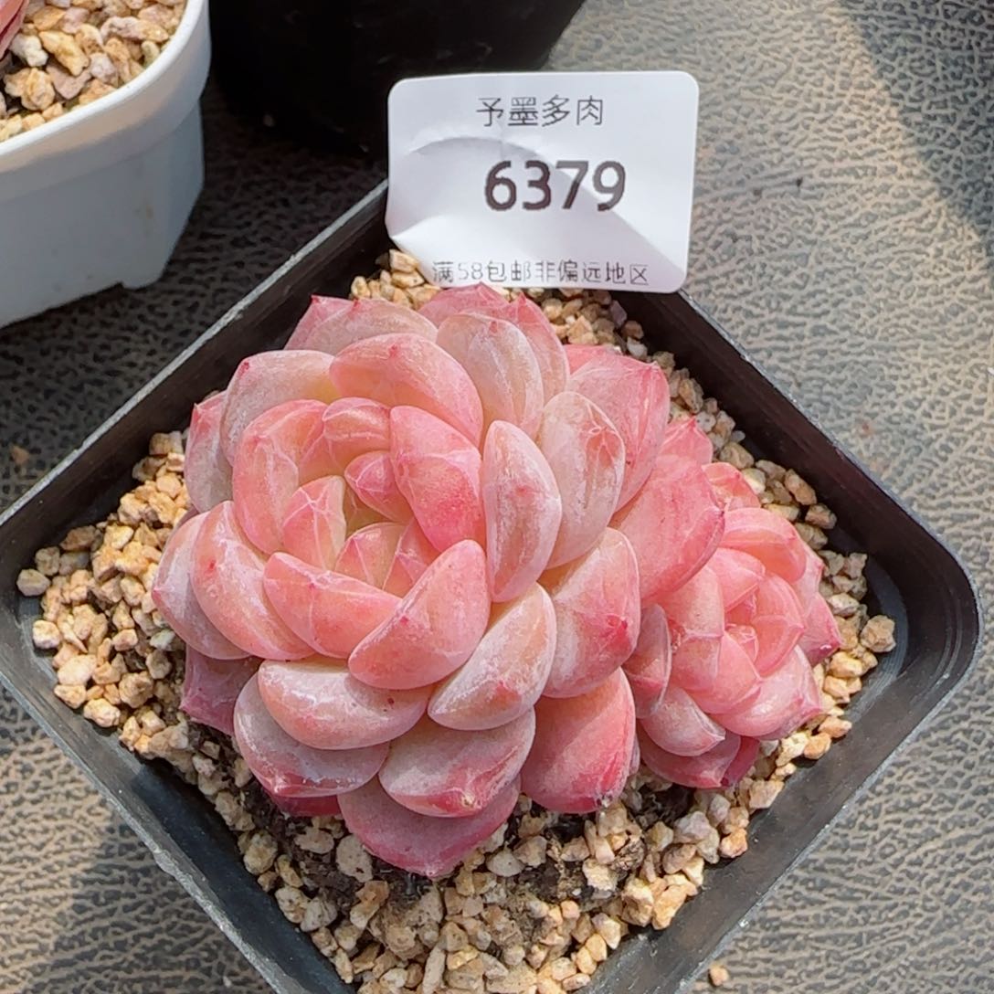 粉琉璃冰魄飘枝6379多肉