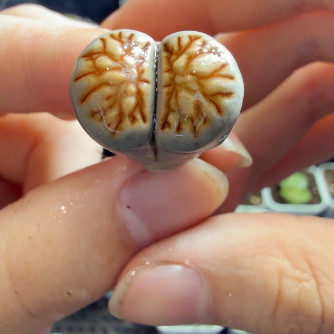 多肉植物的生长发育和638