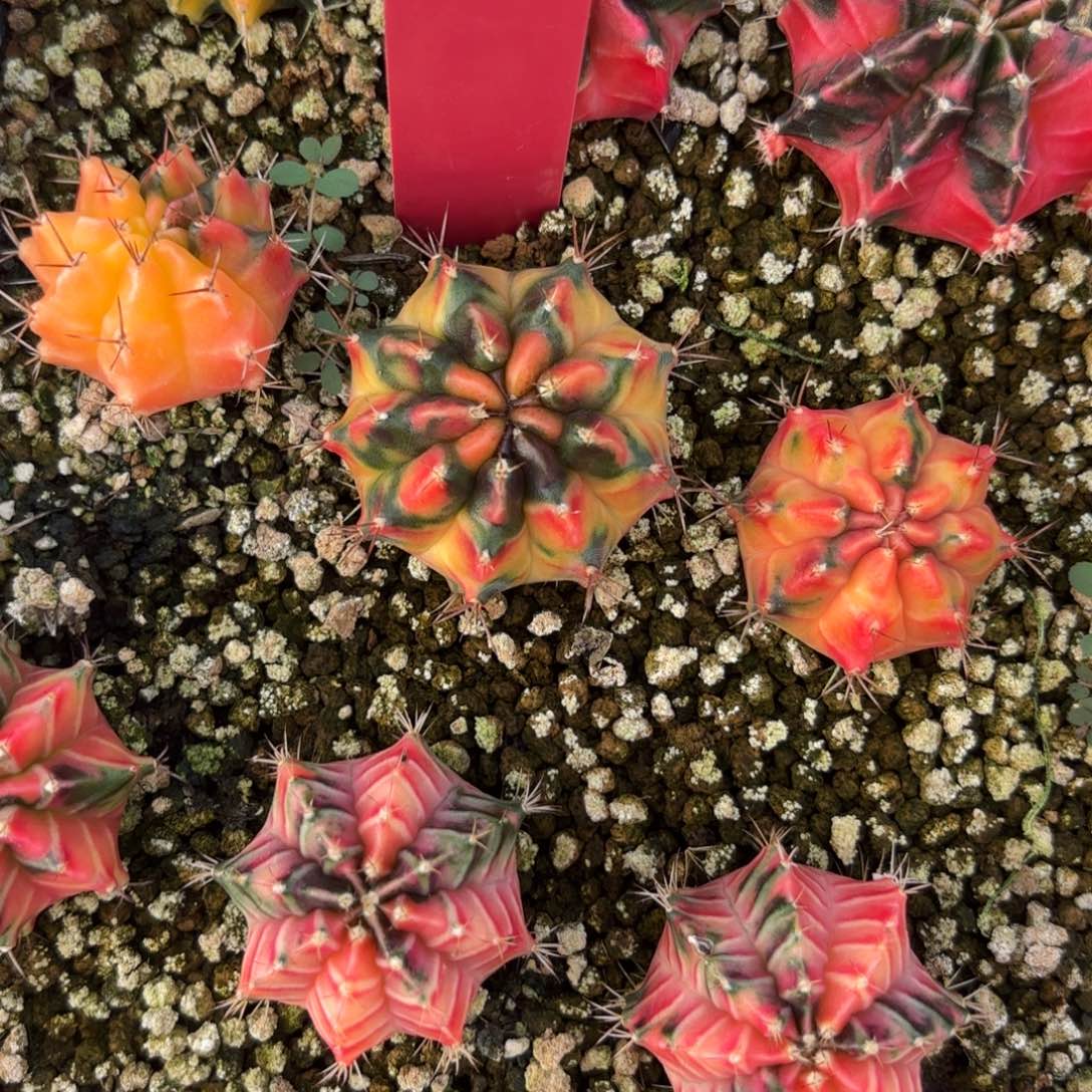 L534-1222泰国发货 山竹