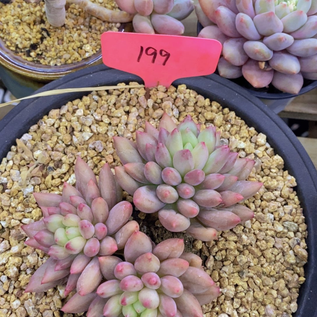 多肉植物，一物一拍，专场5