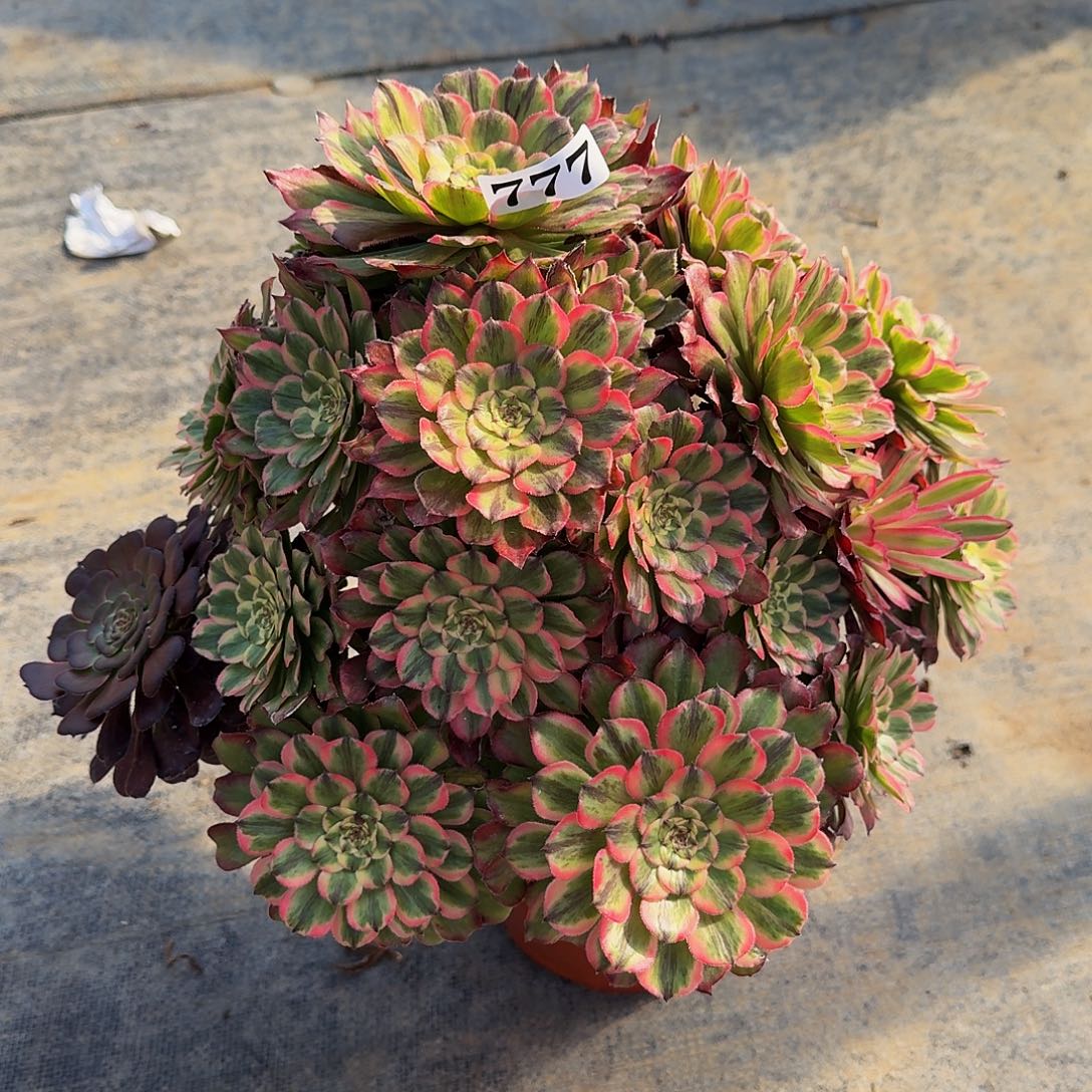 00000777奥黛丽多肉植物