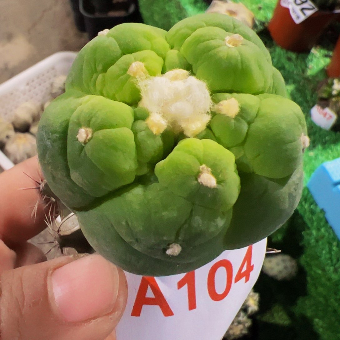 苗接五棱大尤仙104
