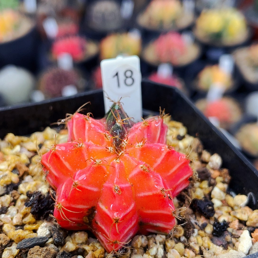 非偏远地区满25包邮仙人球