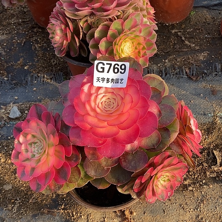 多肉植物套餐768。769