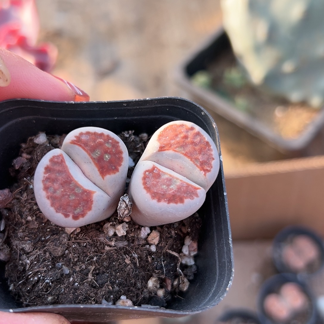 多肉植物生石花多肉