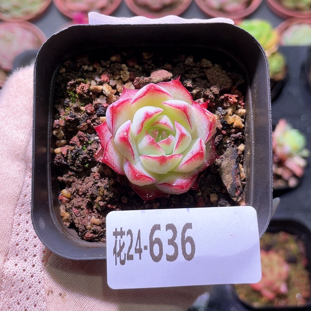 花利美24-636女王玫瑰