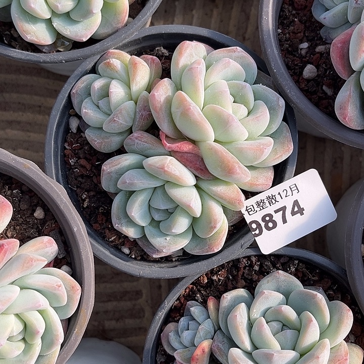 阿雅园艺。       9874冰玉