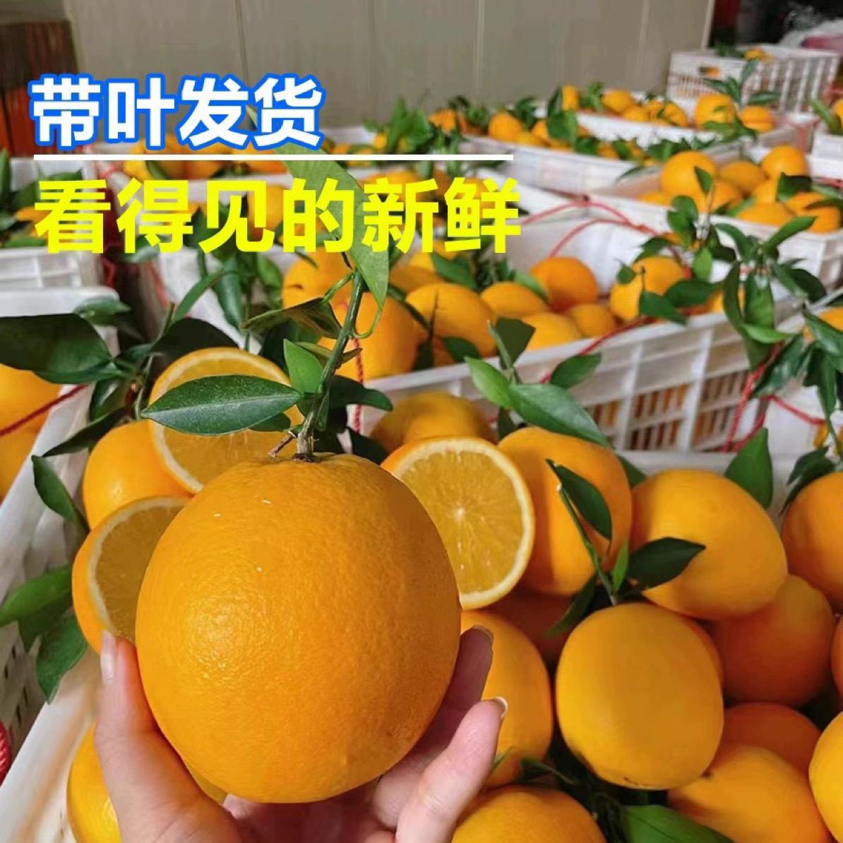 【带枝叶发】正宗赣南脐橙带箱10斤/5斤新鲜水果江西赣州橙子产地发
