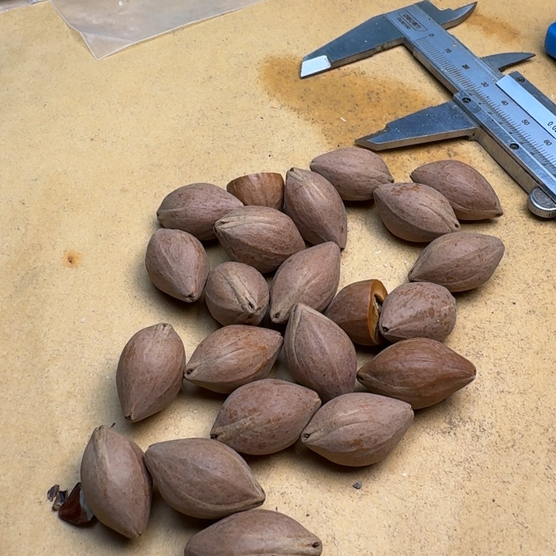 *****橄榄核手串/手链1