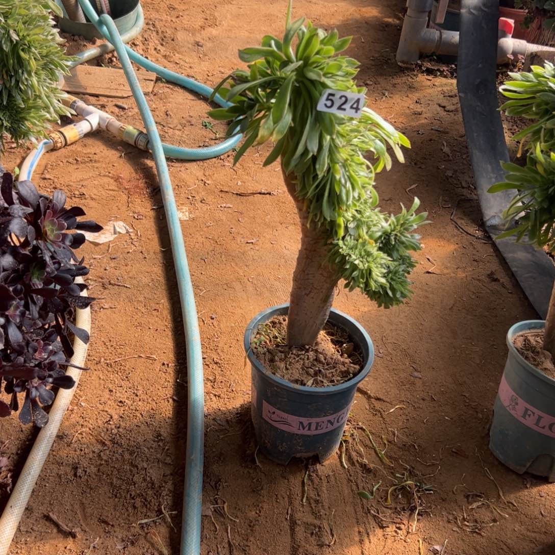 绿瑶524高37厘米