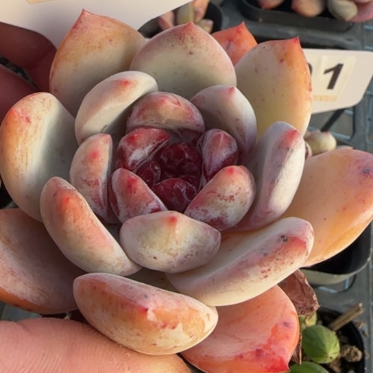 205糖心雪天使一物一拍多肉