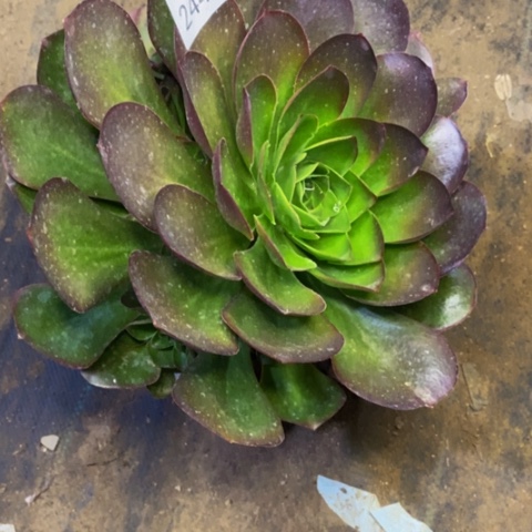 魅金玫瑰多肉植物2443