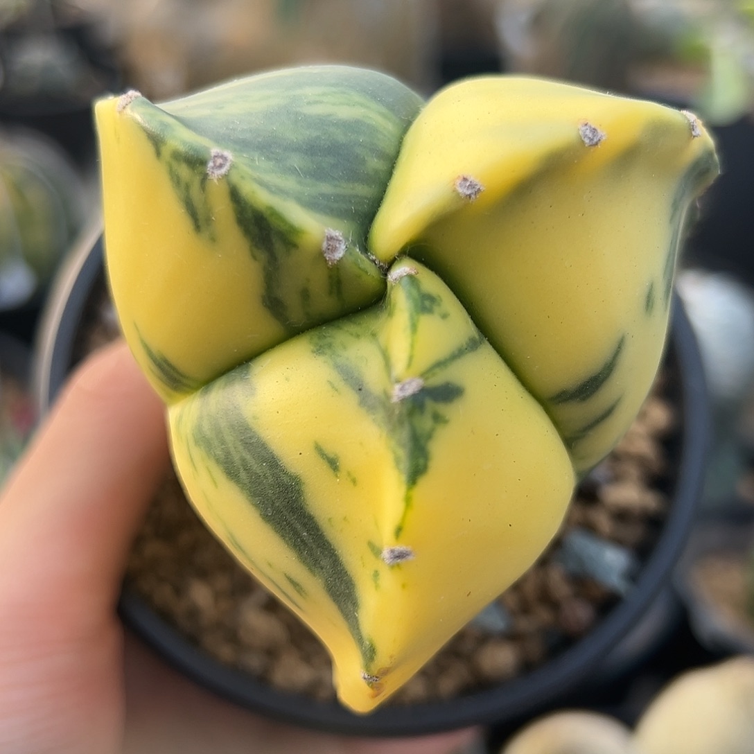 完全开放三角鸾锦ggg