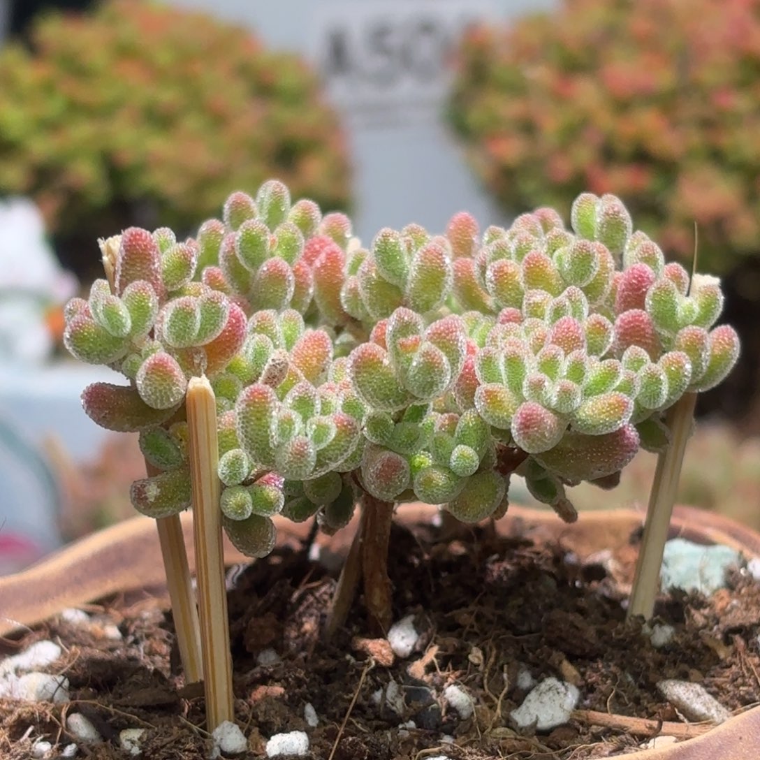 闪购商品冰红A570不带盆