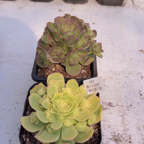 502 山地玫瑰基地福利