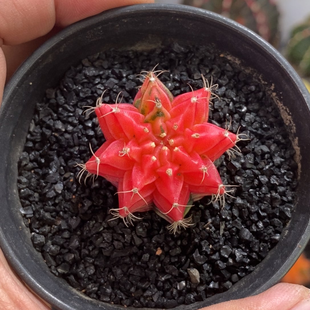 精品米哈—脱土发货4