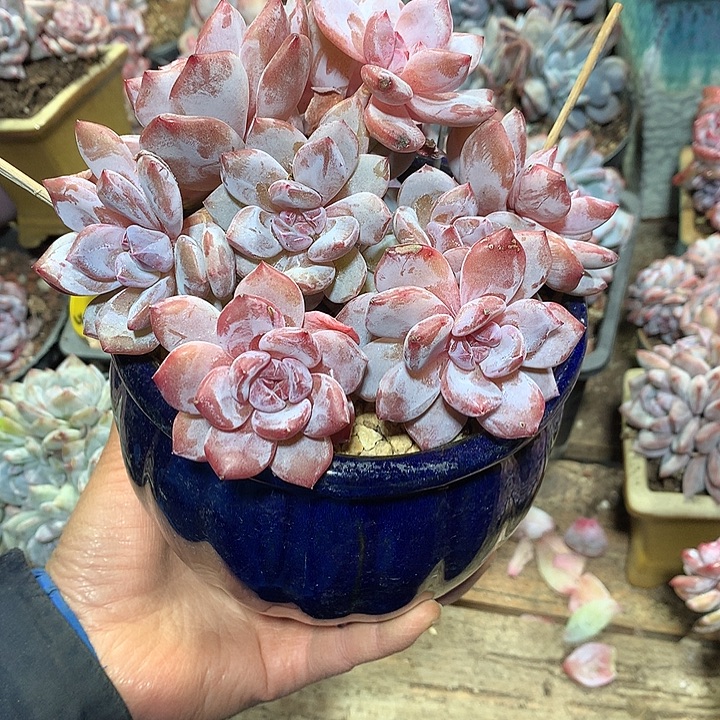 蓝蓝蓝多肉植物哈哈