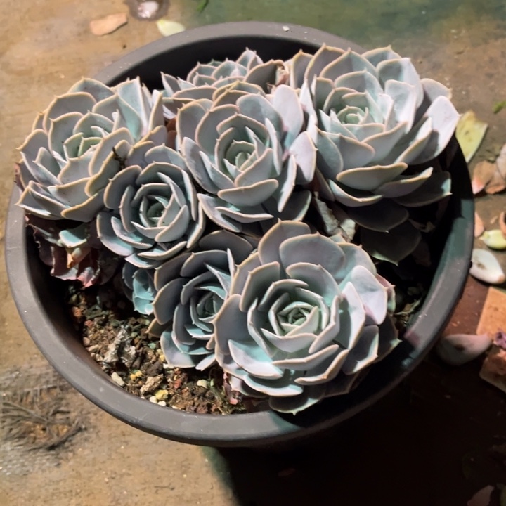 圣卡洛斯丛林，官服20无砍老桩