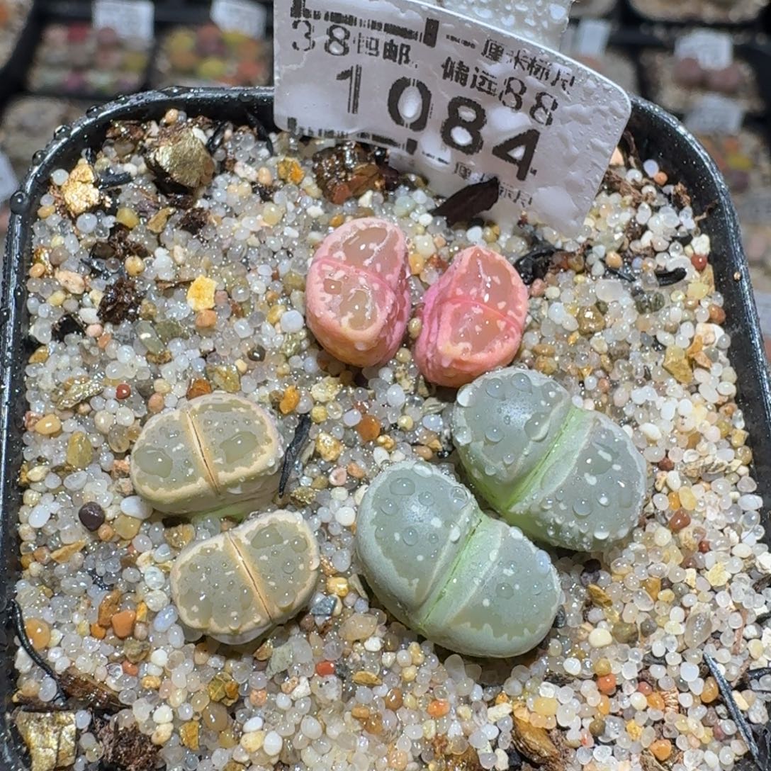 zzz好货也福利1084