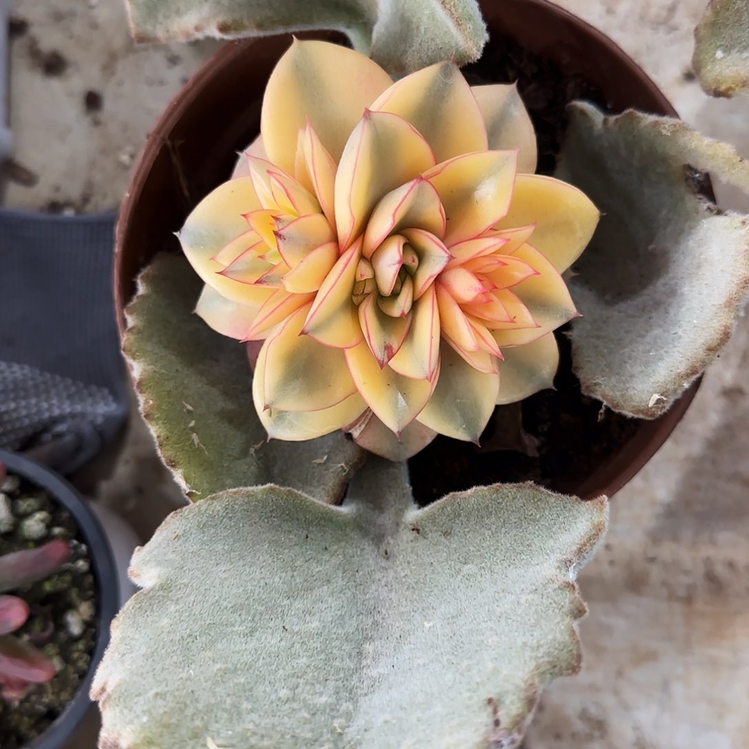 麒麟座锦多肉植物