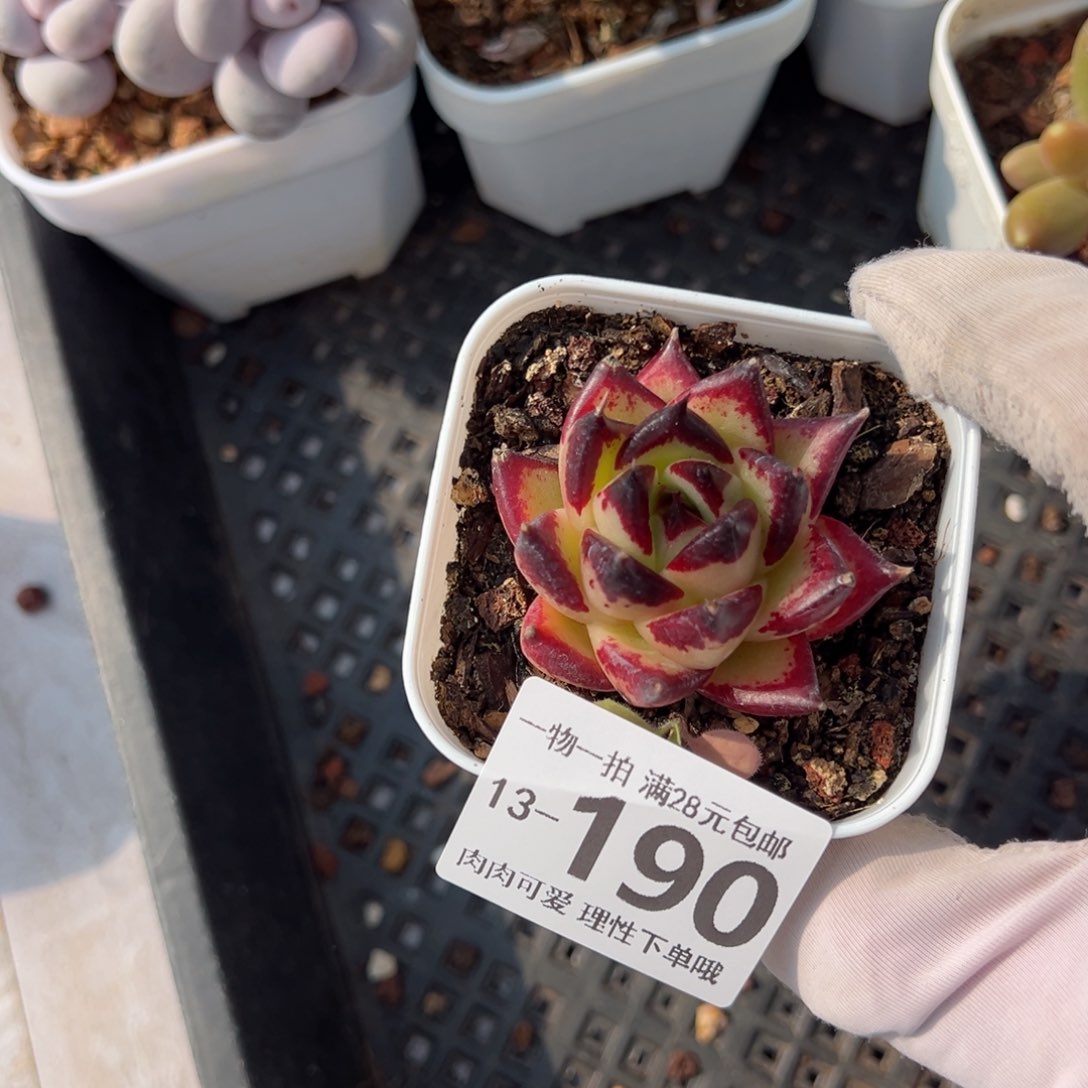 乌木多肉多肉多肉多肉