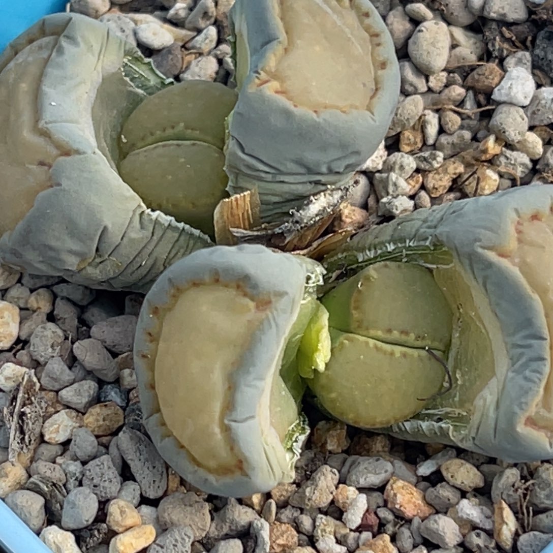 7247双头柠檬菊饼一棵