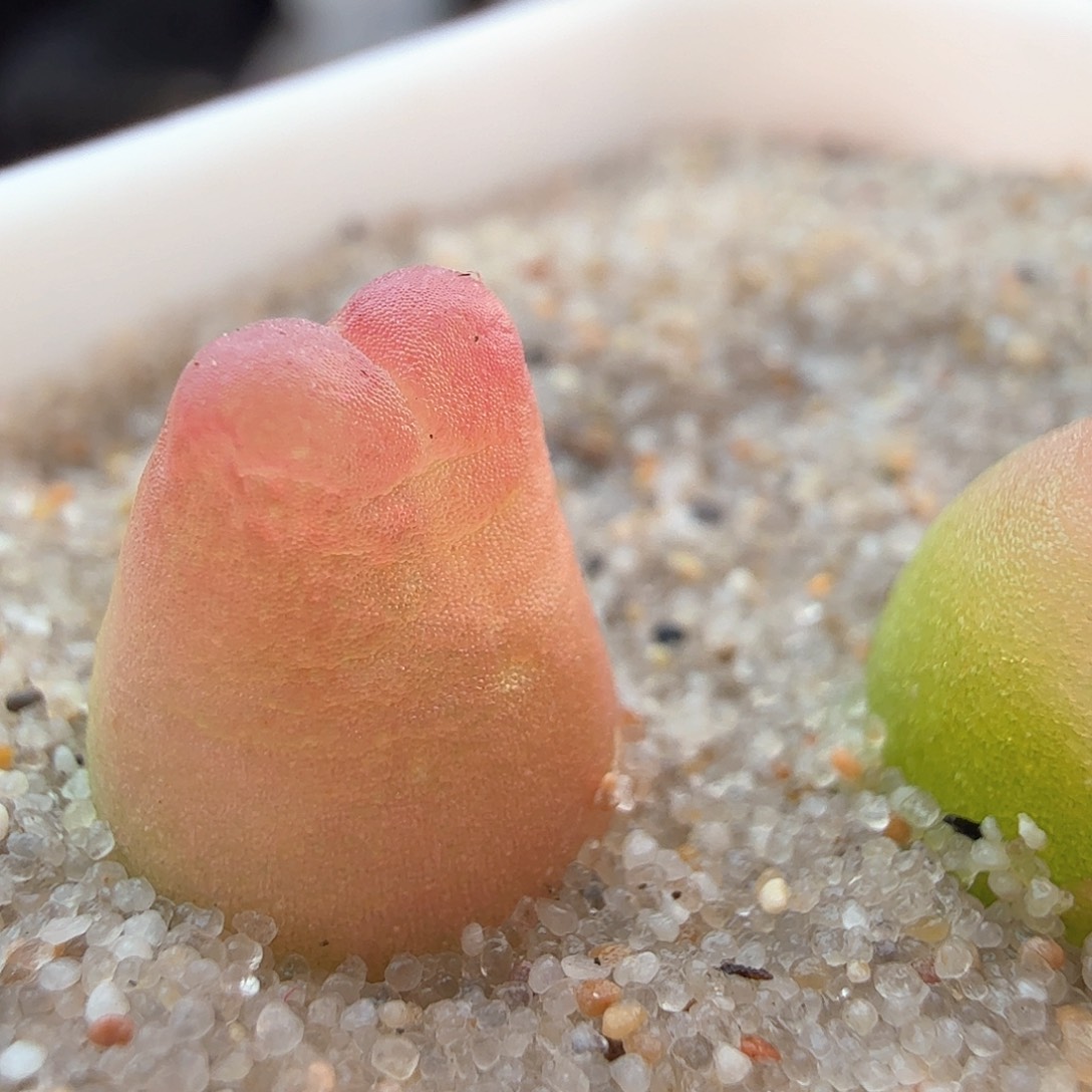 2.16.107/蜗蜗登/多肉植物