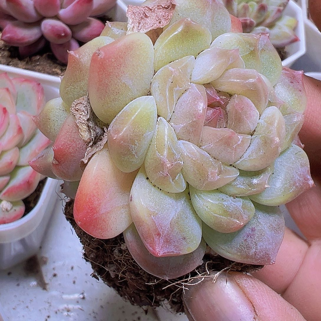 冰沙珍妮19包邮udorou