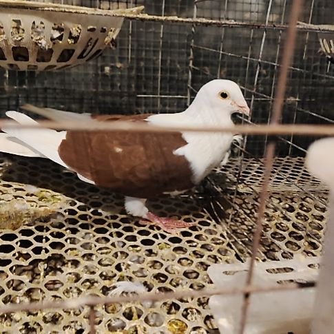 1中国大陆包装乳鸽肉鸽一只