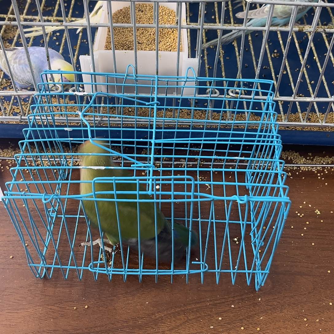 虎皮鹦鹉牡丹鹦鹉