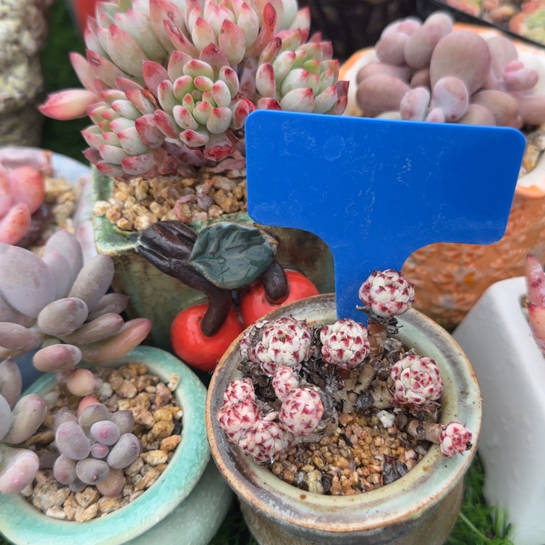 多肉植物肌莲，老庄穷身无