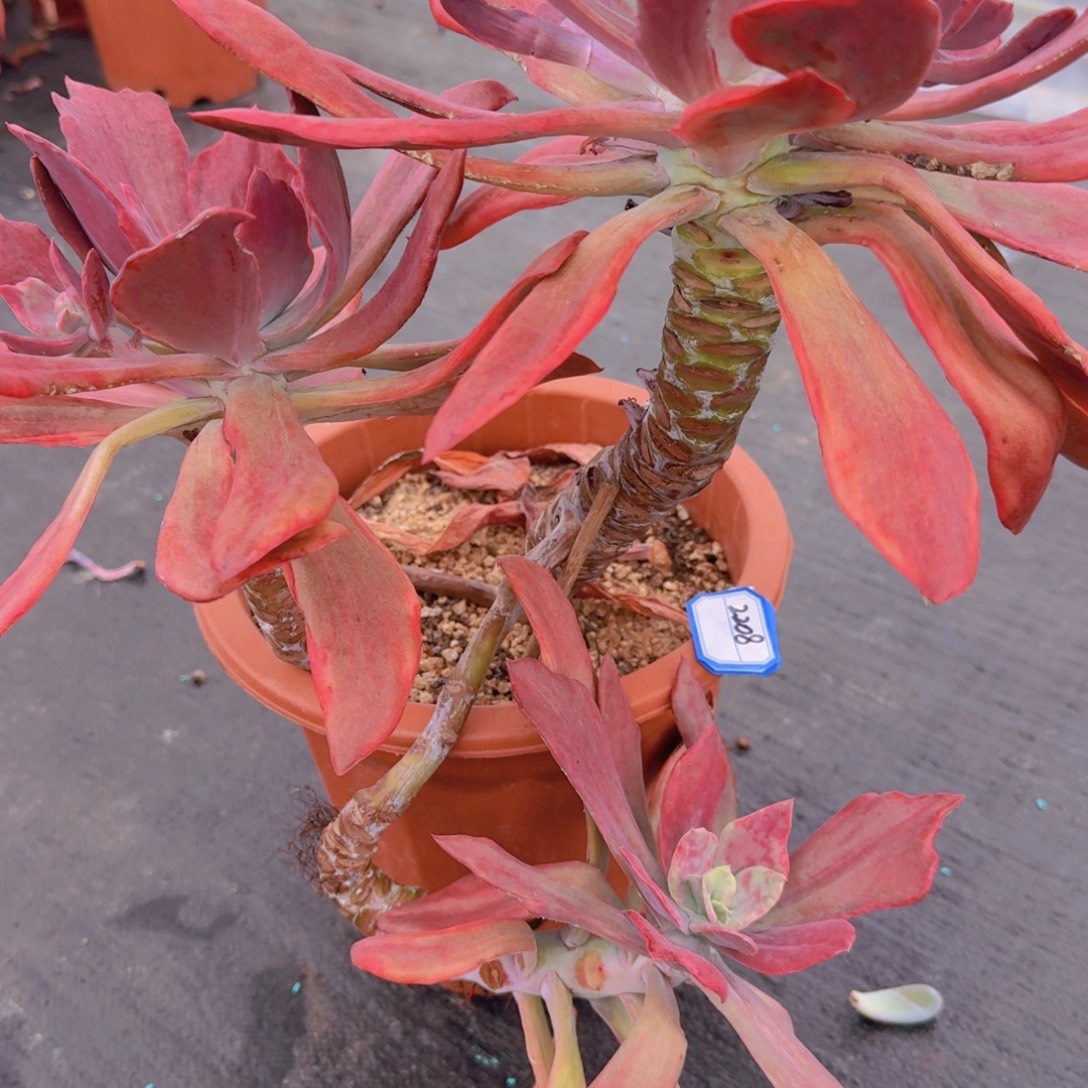 2208钻石锦凡艺多肉