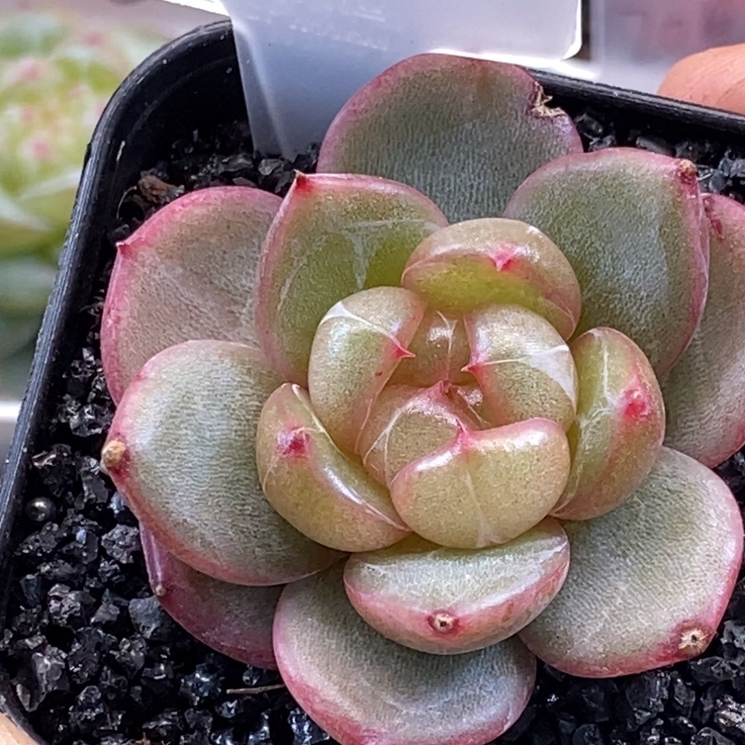 天官赐福百无禁忌