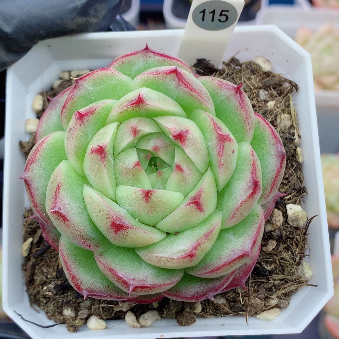 麦秆58包邮  群生不包整115