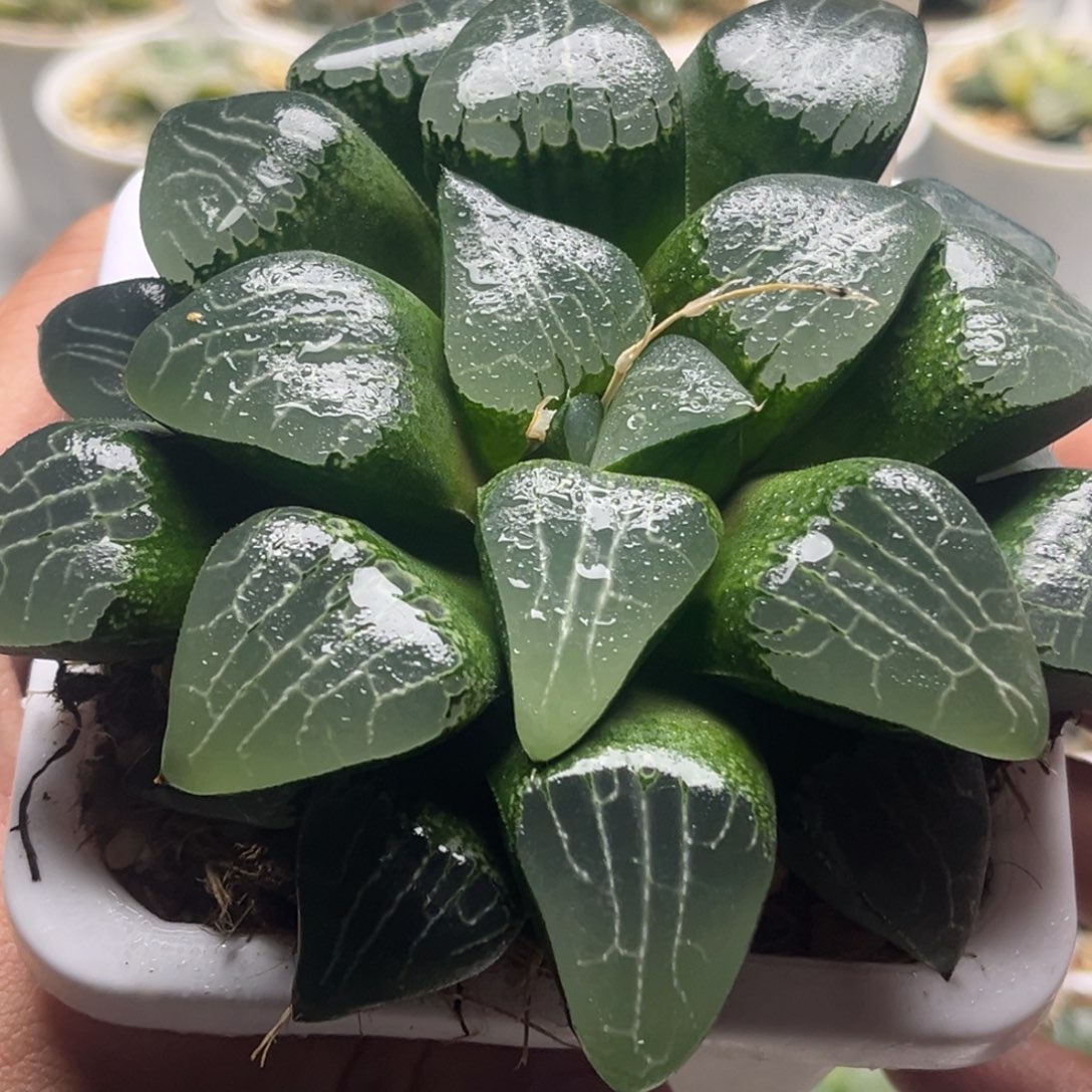 59月影发发发发发发