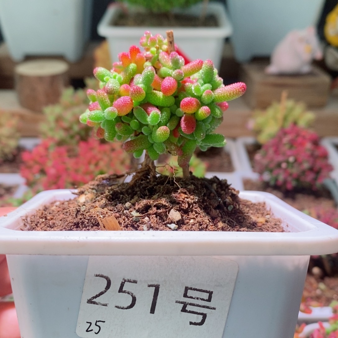 蜜橘带盆土发货一物一拍