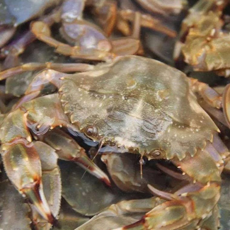 花盖蟹（保鲜不保活）1斤15只左右全母掉夹正常