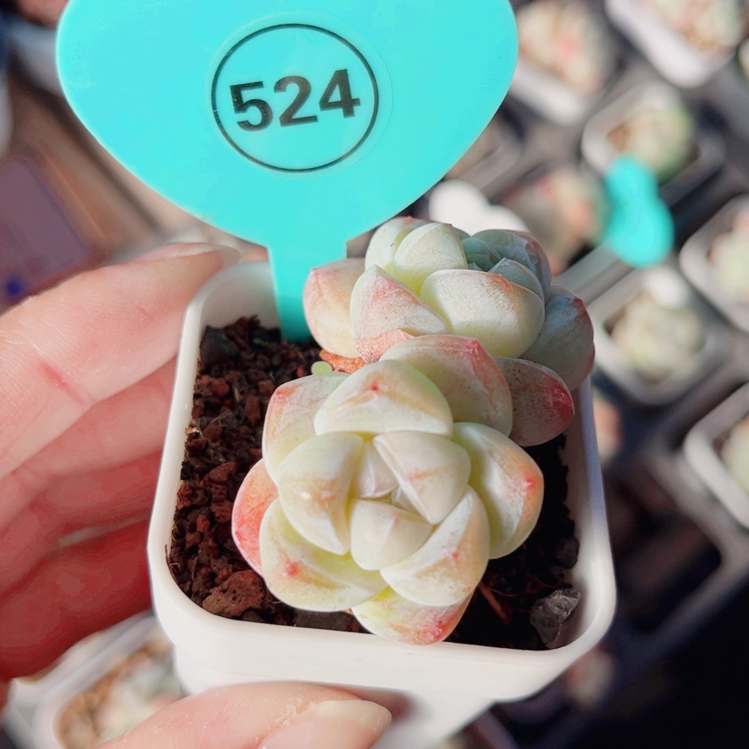 524号小老桩冰玉双头